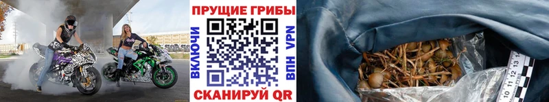 Галлюциногенные грибы прущие грибы  Купить  Тихорецк 